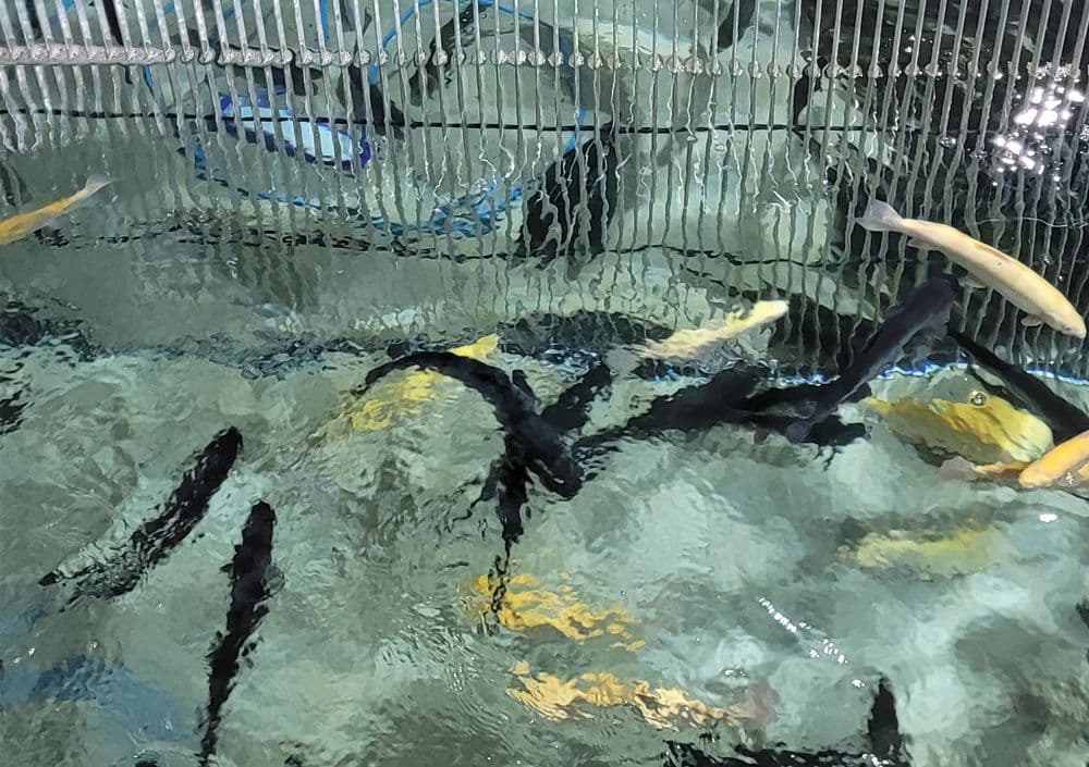 BOGE hat ein Referenzprojekt in Moser wo verschiedene Fische gezuechtet werden